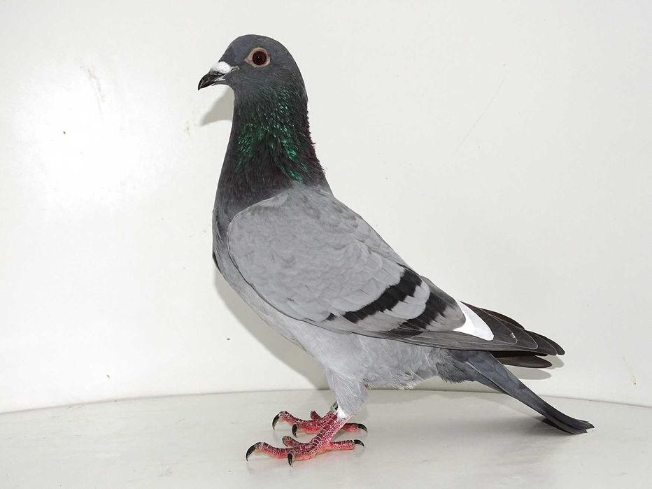 Gołębie Pocztowe - Hodowla Jakubowski