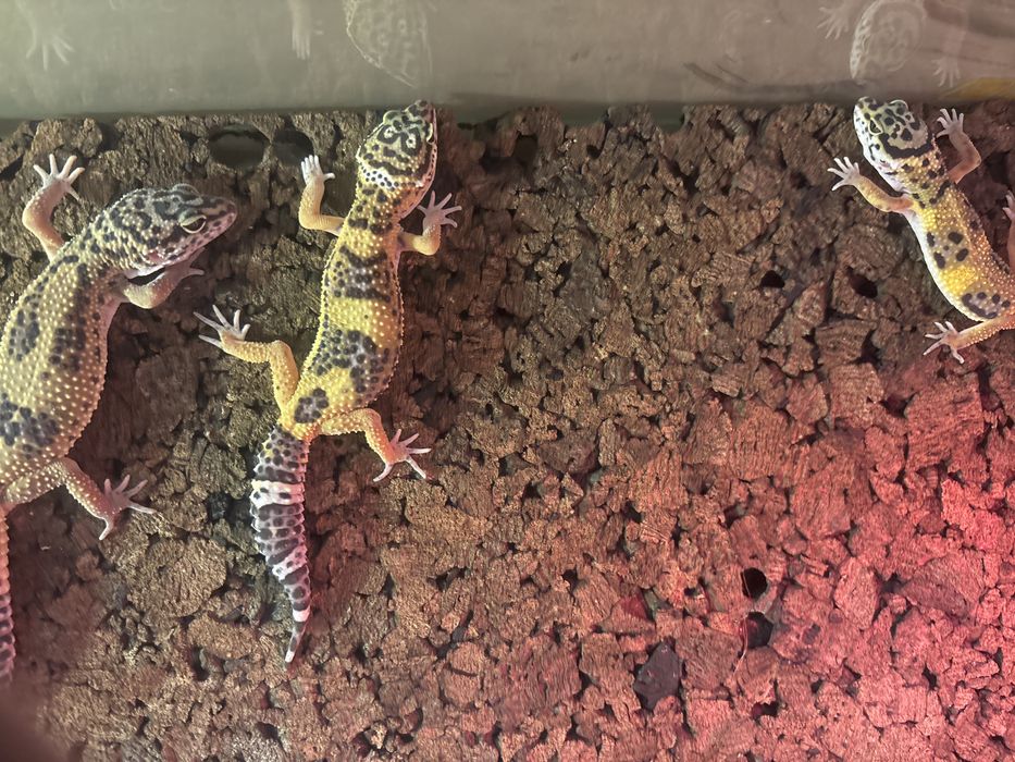 Gekony lamparcie, gekon lamparci Gdynia, jaszczurki