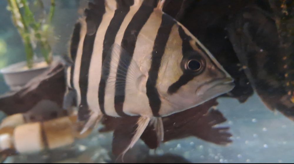 Vendo datnoids microlepis e polota