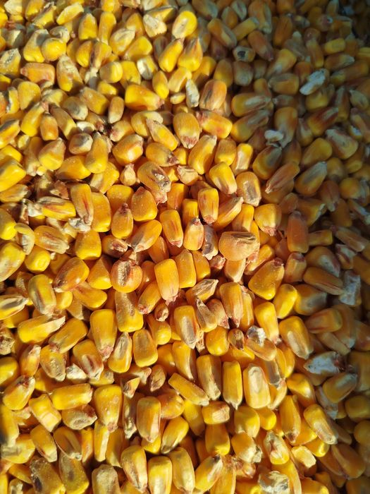 Kukurydza sucha.