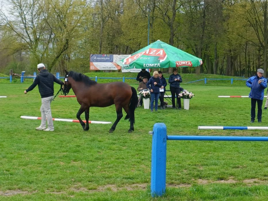 Sprzedam Hucuły i Kucyki. LIKWIDACJIA STADA