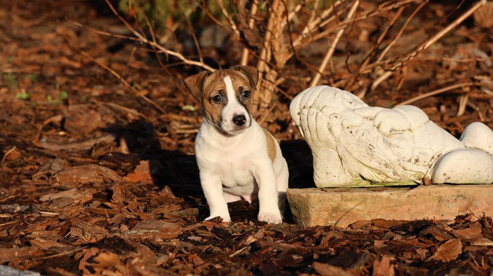 Jack Russell Terrier PIESEK od"BREFIO"/badania genet./odbiór