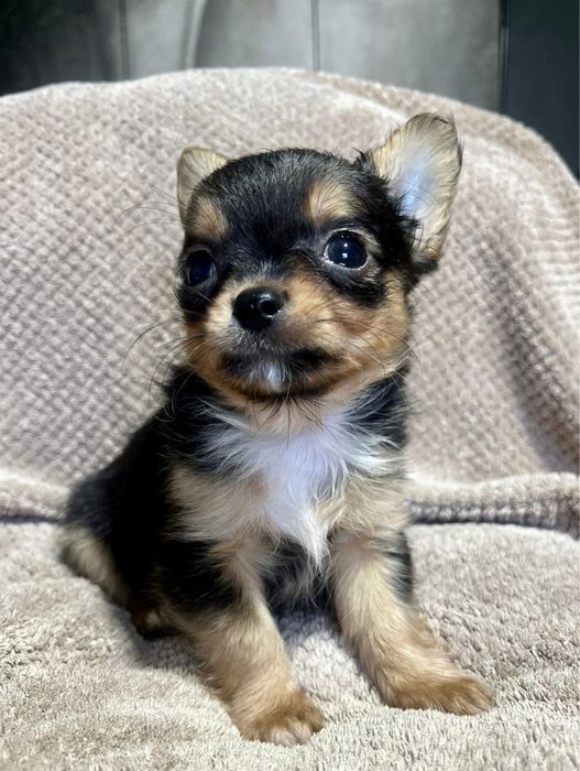 CUKIEREK - rozkoszny słodziak długowłosy, rodowód ZKwP FCI