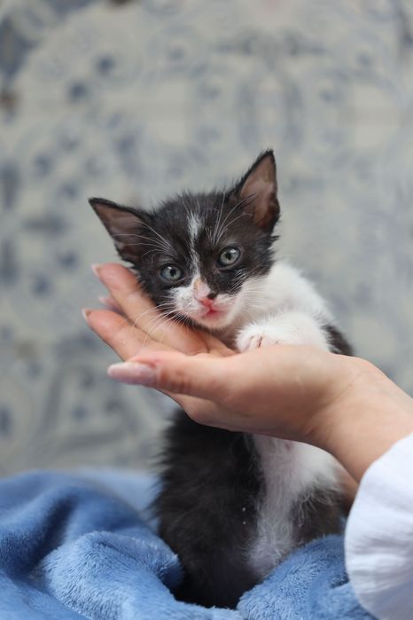 Kocięta do adopcji