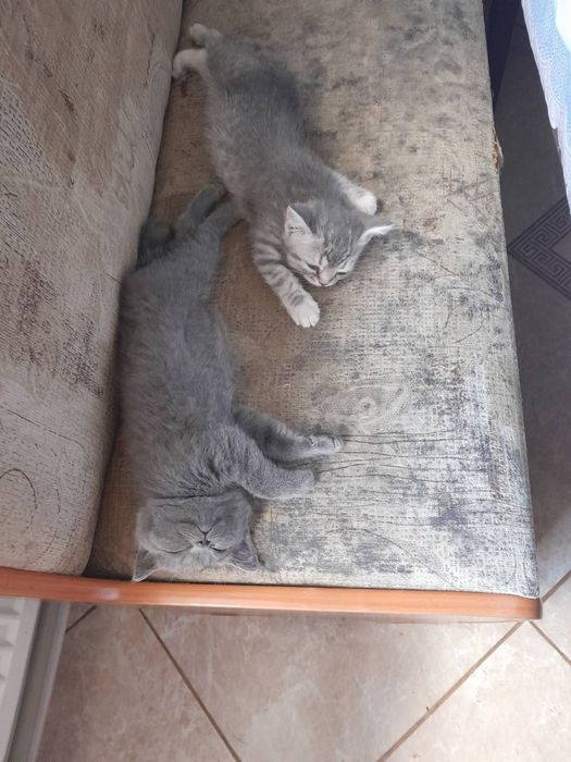 Продамо  кошенят