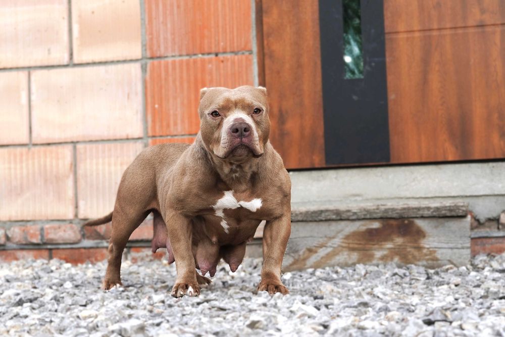 mini American Bully POCKET ABKC LILAC pitbull Pit Bull