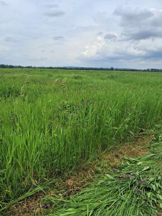 Продам сіно в тюках лугове