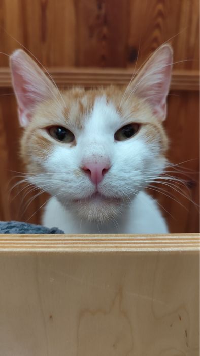 Kochany, przyjazny kot do adopcji - Stefanek szuka domu