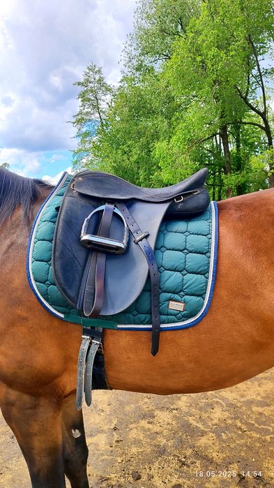 Сідло для коня Wintec Pro Feldmann. Коні , кобила