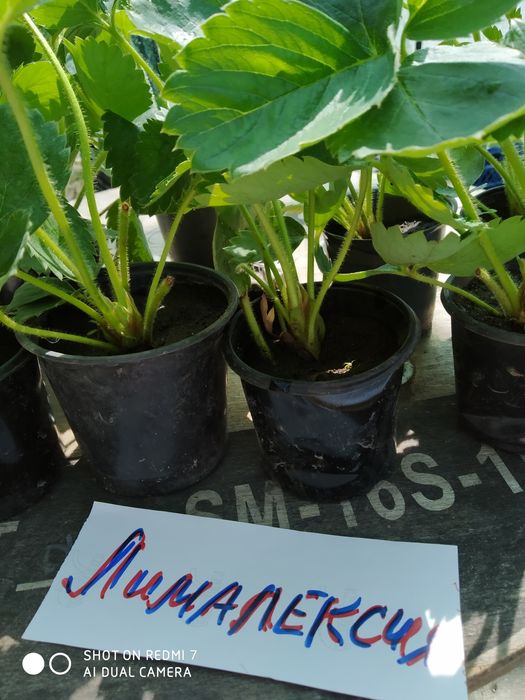 Саженцы-рассада клубники Лючия, Брилла, Клодия.