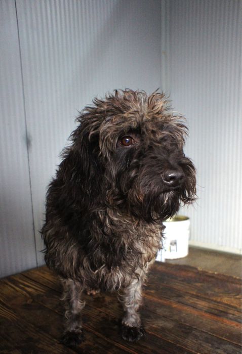 Black - cão para adoção