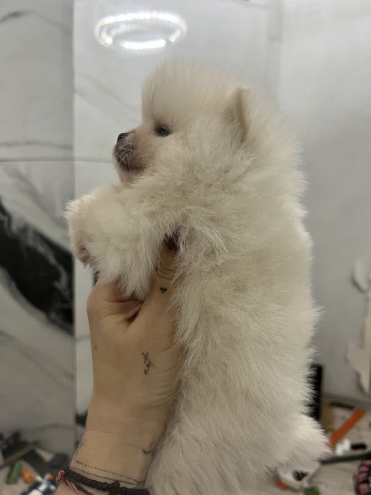 Кремова дівчинка ))