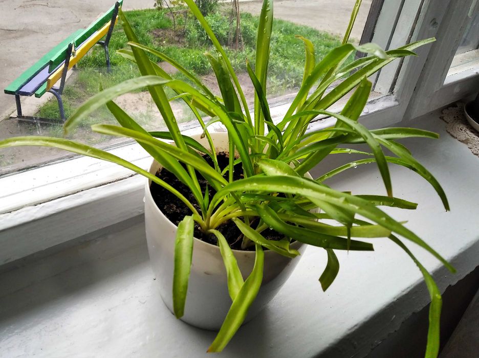 Хлорофітум та каланхое (підлітки)