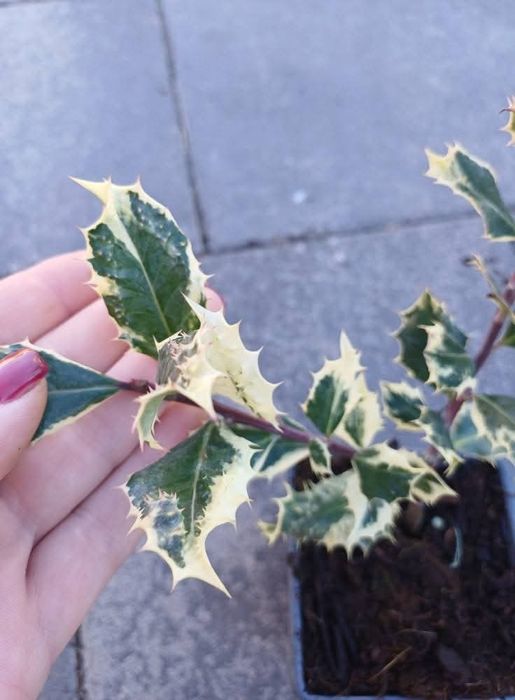 Падуб гостролистий Ferox Argentea
 Касетний.
Ціна 10шт 1300грн
1шт 150