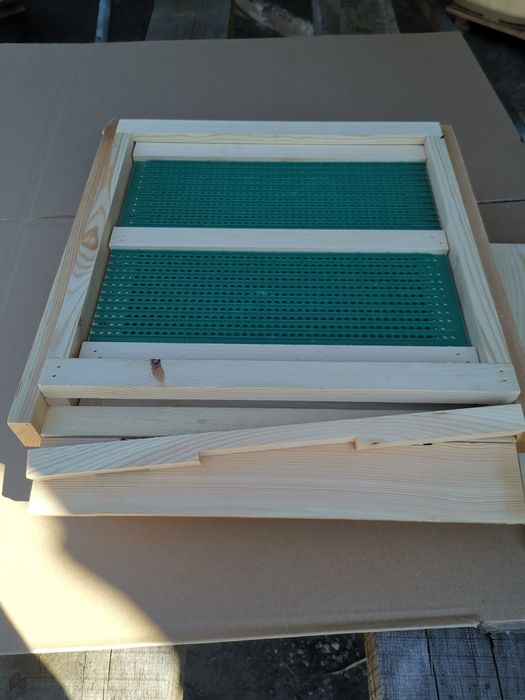 Dennica wielkopolska,