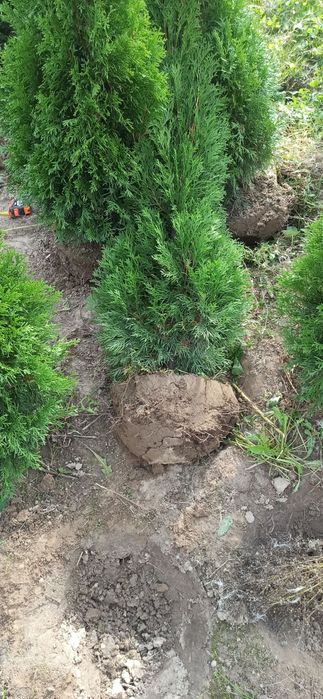 WYPRZEDAŻ Tuja szmaragd 150-160cm