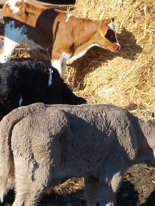 Sprzedam cielaki debrzno