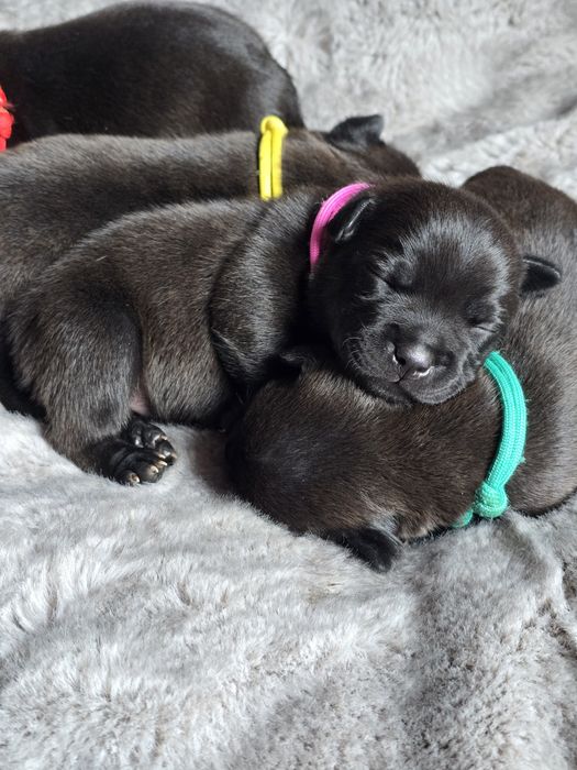 Staffordshire bull terrier,  Staffik
