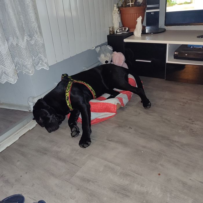 Oddam suczkę labrador