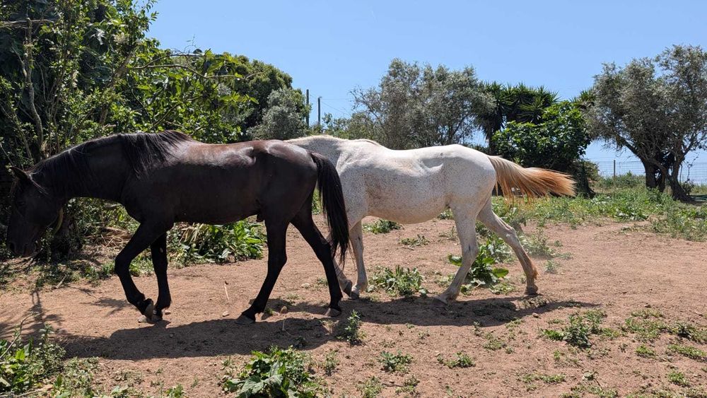 CERCAL Vendo Cavalo PSL Dressage + Égua + Zaldi Dressage