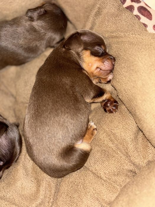 Цуцики той-терʼєр