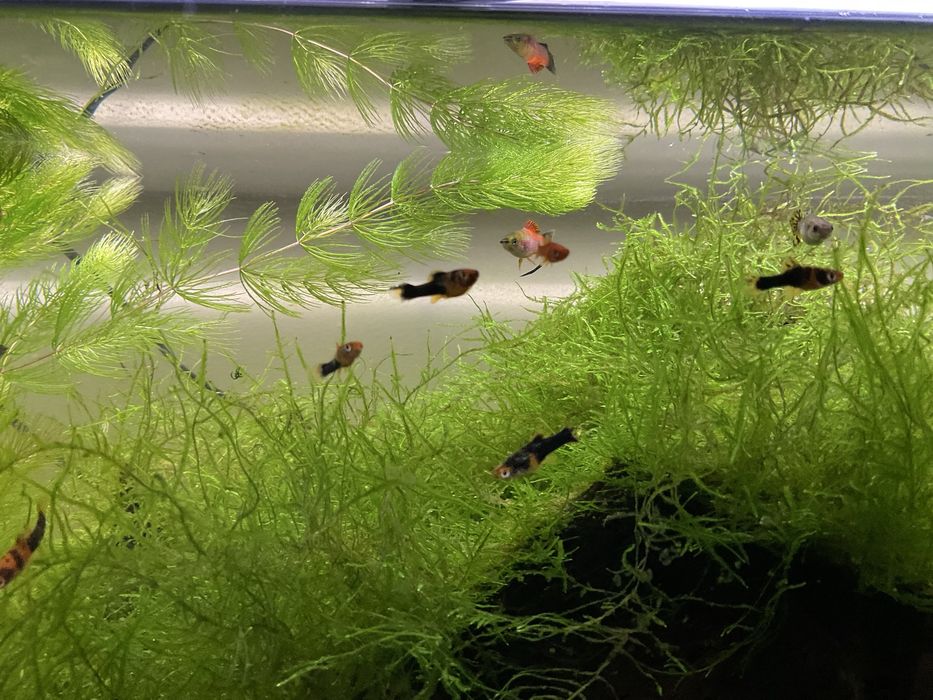 Peixes tropicais espada musgo java windelow