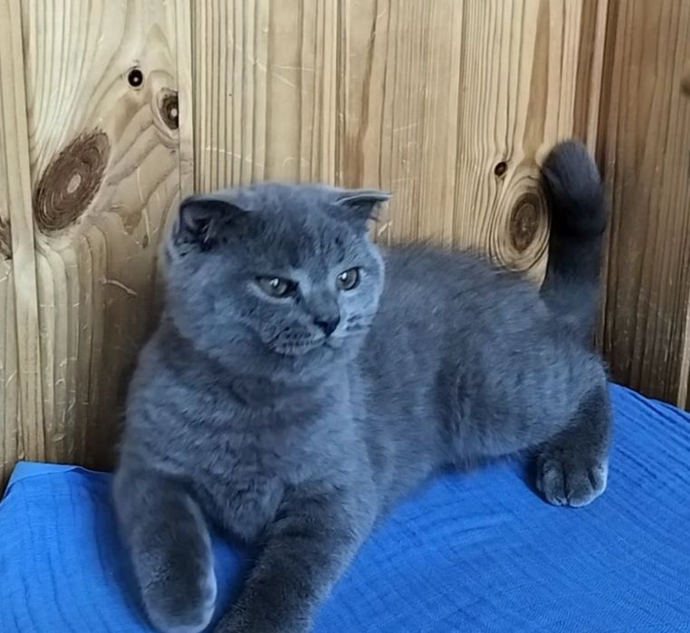 Вакцинований висловухий котик
