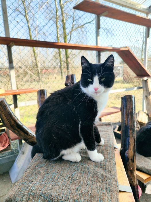 Niesamowity, przyjazny roczny kocurek do adopcji