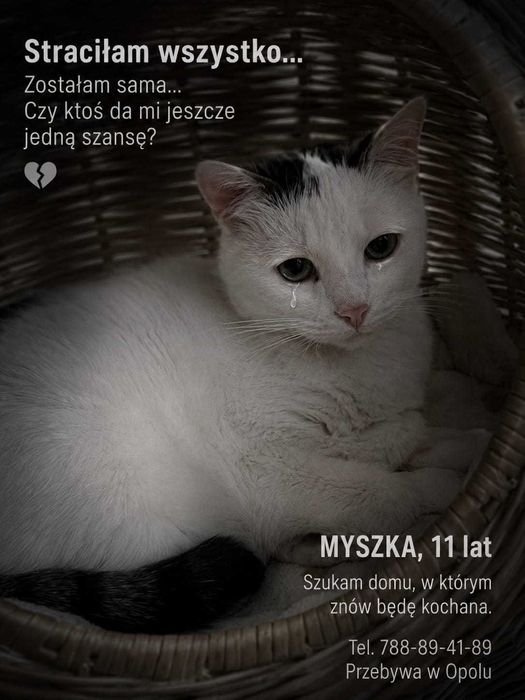 Starsza kotka Myszka prosi o drugą szansę