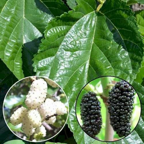 Саженцы персик, слива, абрикос, груша, яблоня, черешня, смородина.