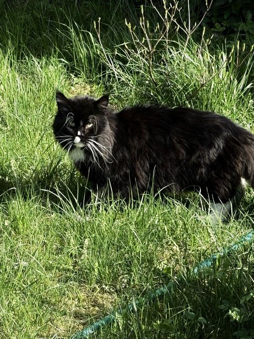 Kocurek Maine Coon