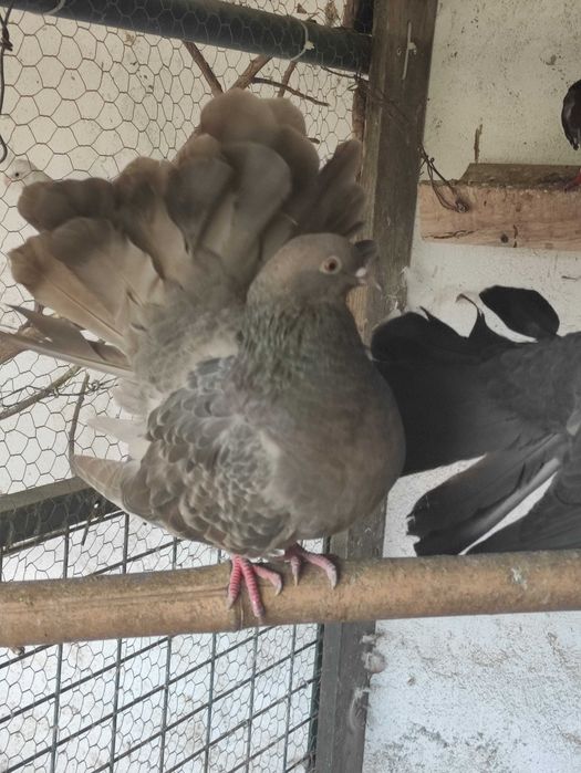 Pombos de leque, machos e fêmeas