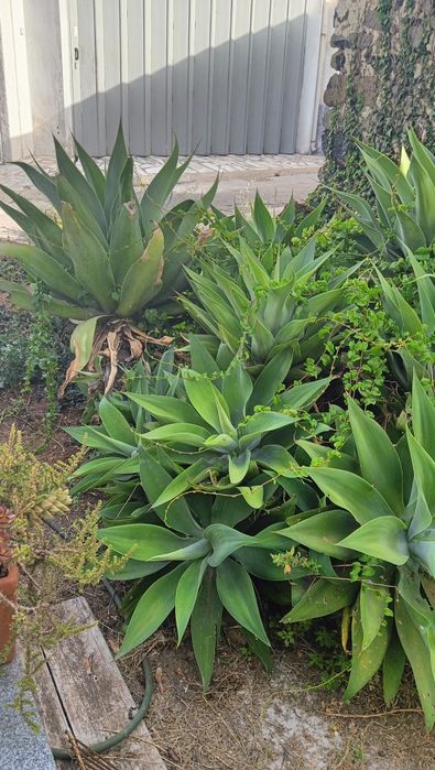 Agaves Attenuata