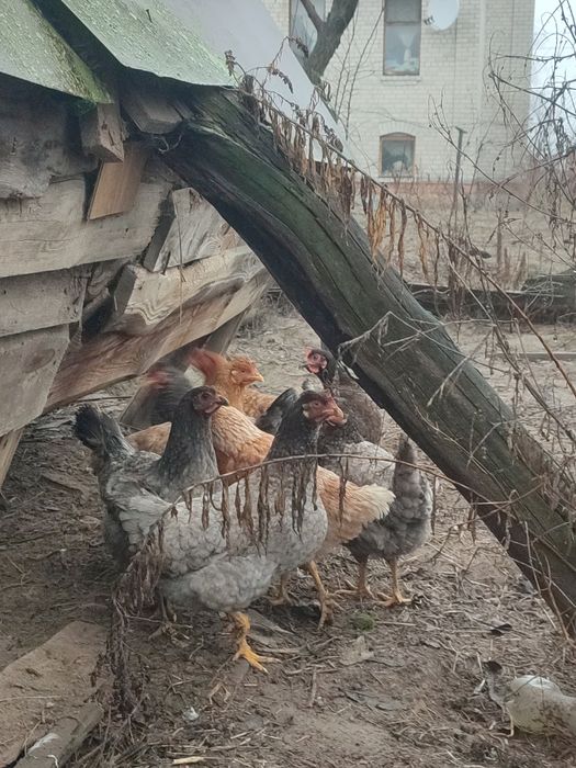 Кури 10 штук оптом