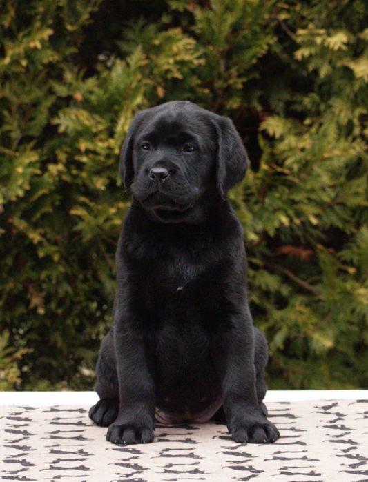 Czarne suczki Labrador Retriever – ZKwP FCI | Kraków