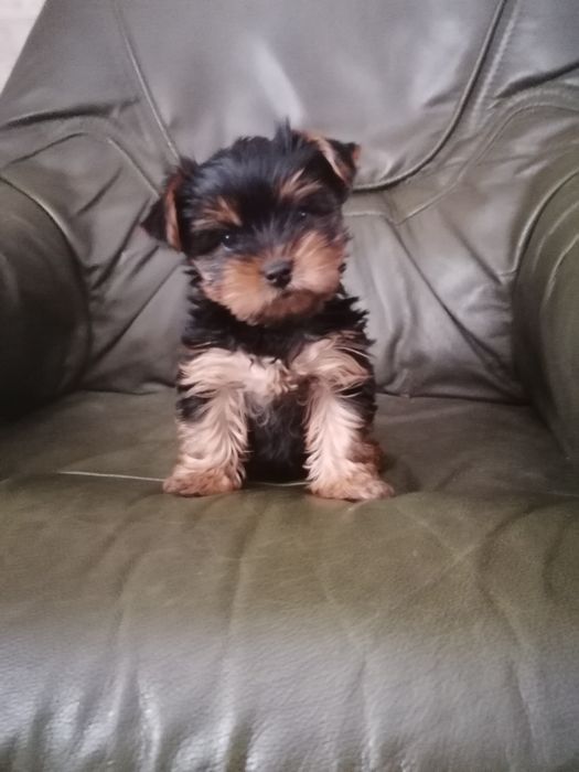 Продаётся девочка Йоркширскийий терьер