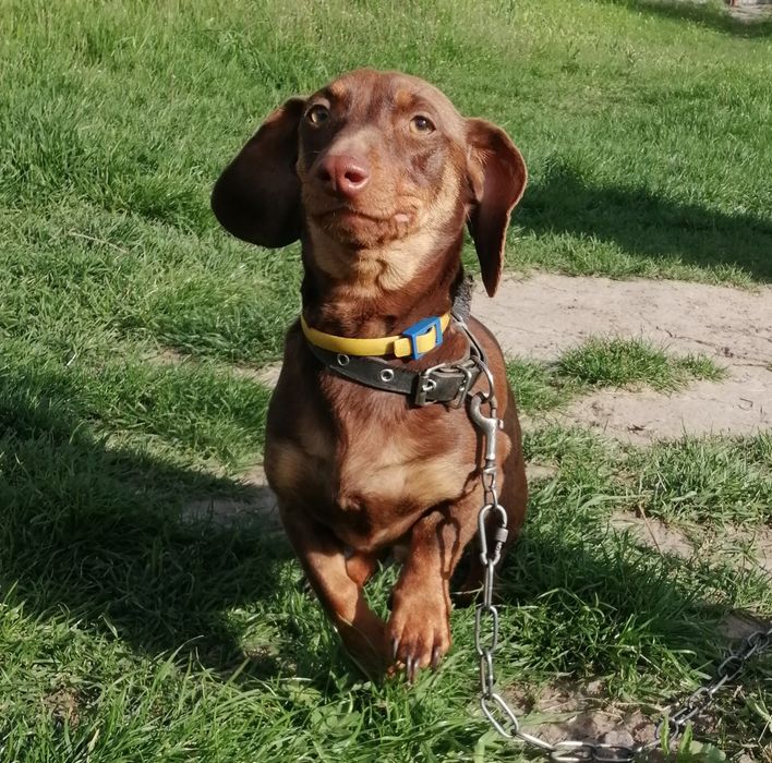 Віддам безкоштовно, в добрі руки. Дві такси хлопчик і дівчинка.