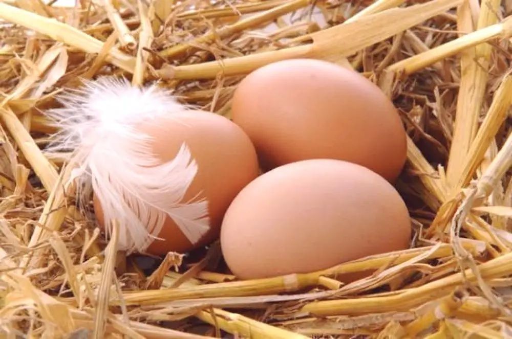 Jajka od szczęśliwych kur