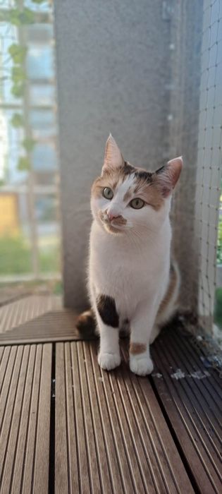 Troja - kotka skreślona przez życie, kotka FeLV+