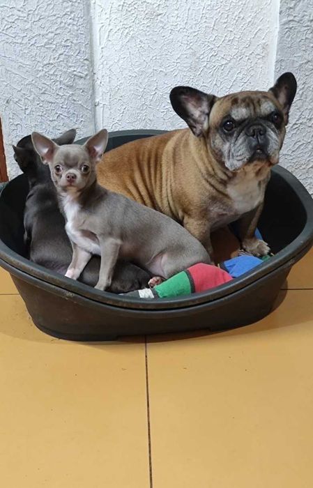 Лілова дівчинка, документи КСУ.