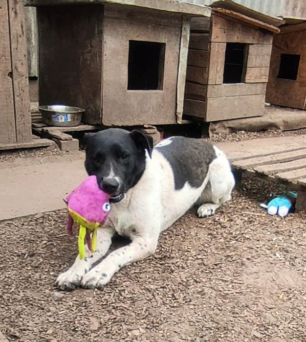 Цуценя в добрі руки