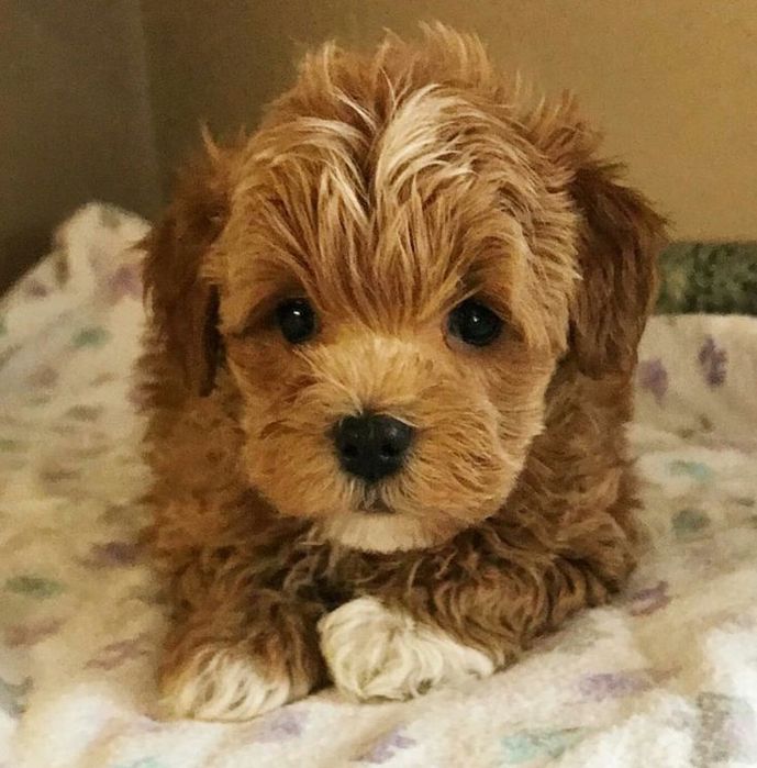 Щенок, которого не хочется отпускать