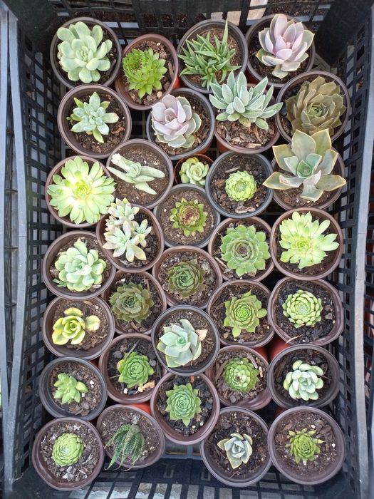 Suculentas "mini"