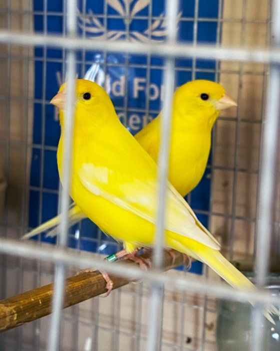 Клітки для канарок