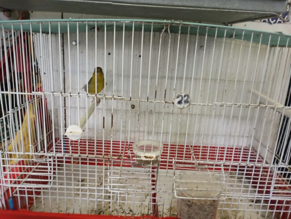 Canária vs megealicanos