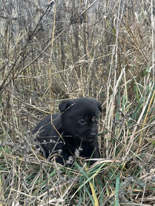 Цуценята в добрі руки