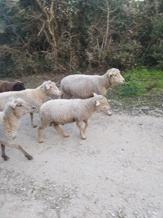 borregos     para     cobrir