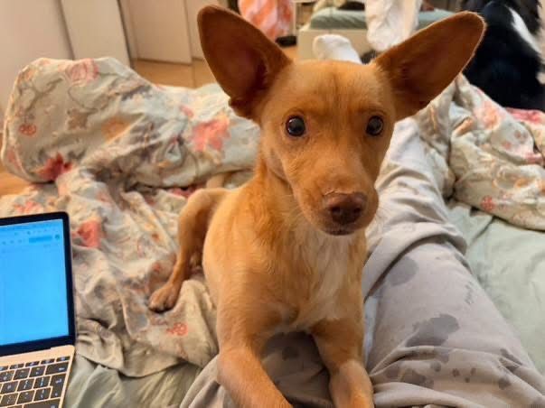 2 letni Aluś szuka domku!