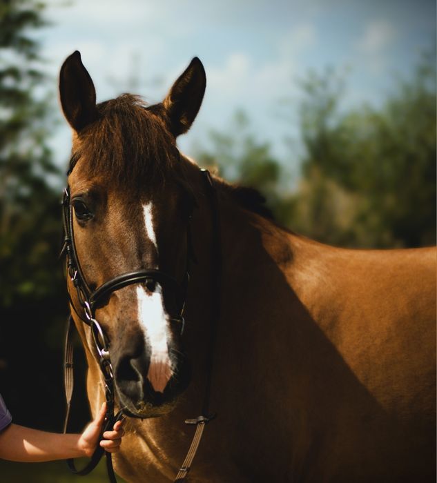 Klacz Nowalijka - O, konik polski 13 lat