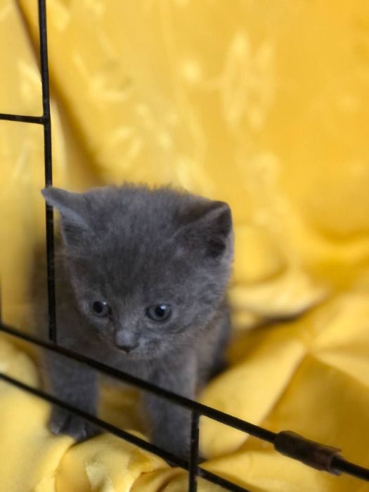 Котенок кошечка бесплатно